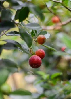 Guava, Strawberry (Psidium Cattleianum) -Plant Seed Store DSC 3696