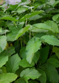 Plant Seed Store -Plant Seed Store DSC 3834