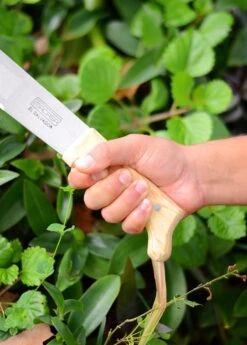 Classic Machete -Plant Seed Store DSC 4105