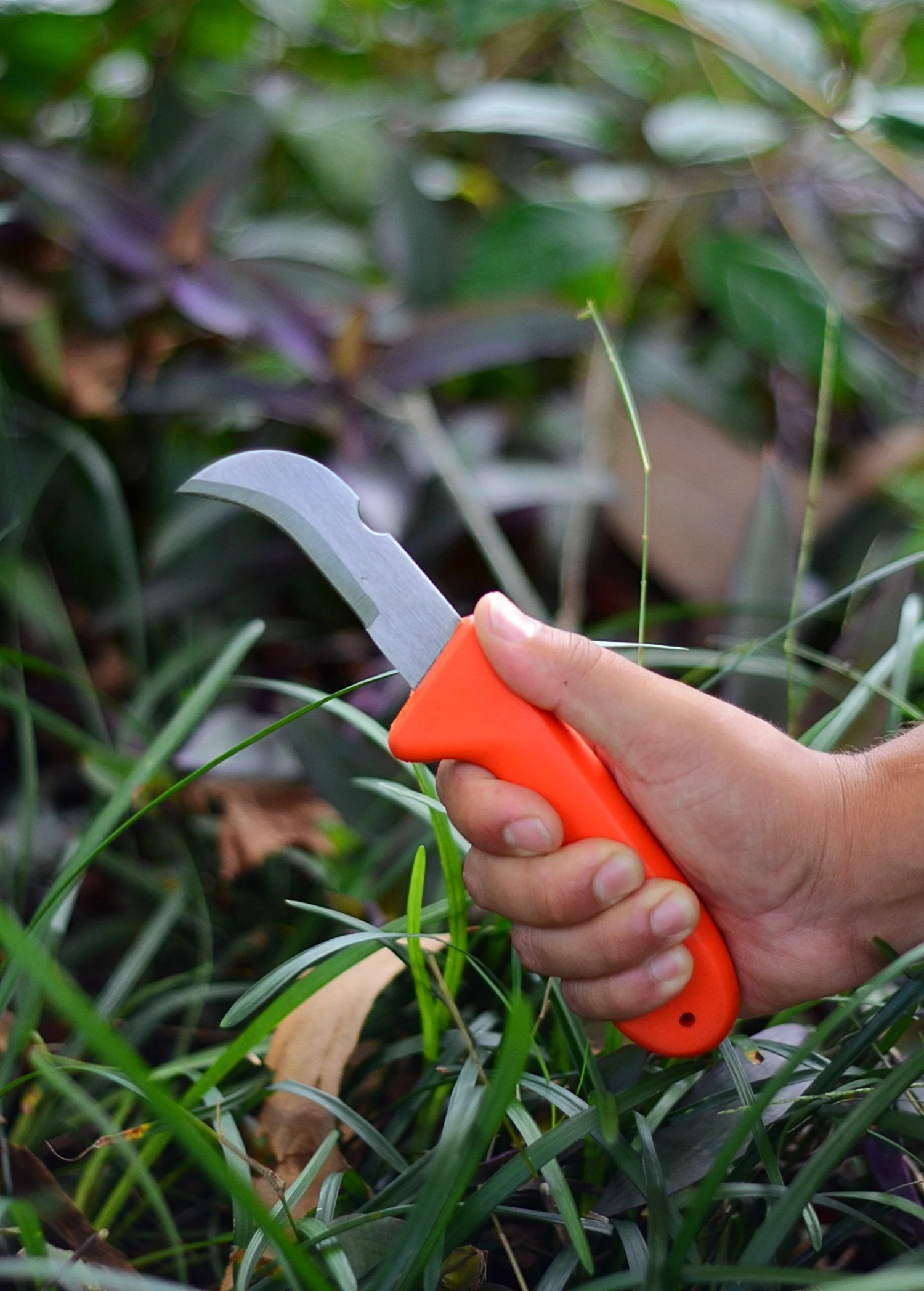 Hawkbill Knife 1 Hawkbill Knife