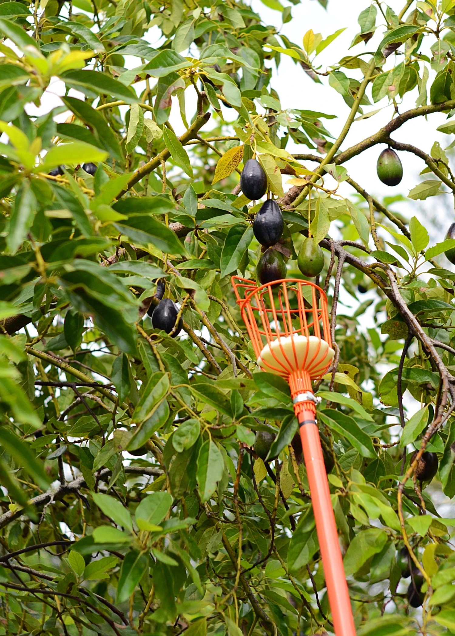 Fruit Picker 6 Fruit Picker - Image 6