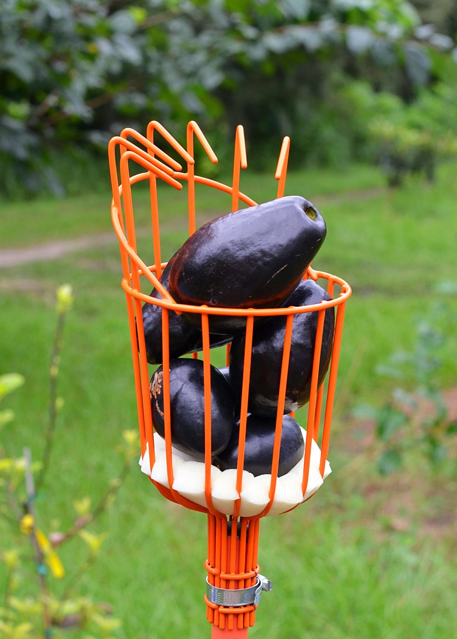 Fruit Picker 1 Fruit Picker