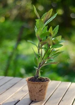 Longevity Spinach (Gynura Procumbens) -Plant Seed Store DSC 4493