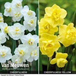 Daffodil 'Cheerfulness Duo' -Plant Seed Store Daffodil Cheerfulness Duo