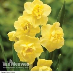 Daffodil 'Cheerfulness Duo' -Plant Seed Store Daffodil Cheerfulness Yellow