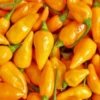 Datil Pepper (Capsicum Chinense)