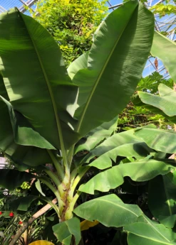 Banana 'Dwarf Cavendish' (Musa Acuminata) -Plant Seed Store DwarfCavendishBananaSowExoticMusaacuminataliveplantforsale 2