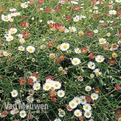 Erigeron 'Stallone' -Plant Seed Store ERIG V75665 B