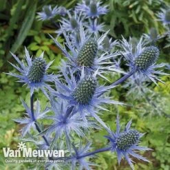Eryngium 'Blue Steel' -Plant Seed Store ERYN 42770V B