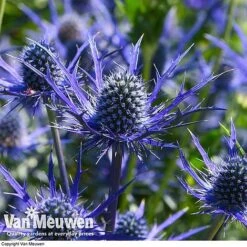 Eryngium 'Blue Steel' -Plant Seed Store ERYN 42770V E