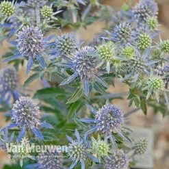 Eryngium Planum 'Blue Hobbit' -Plant Seed Store ERYN V46943 C