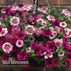 Eton Mess -Plant Seed Store ETON V48876 C1