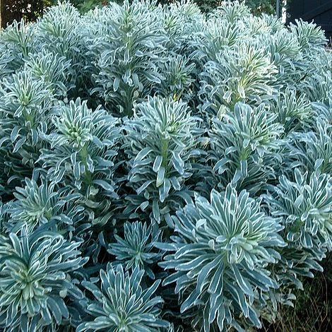 Euphorbia Characias 'Glacier Blue' 1 Euphorbia Characias 'Glacier Blue'