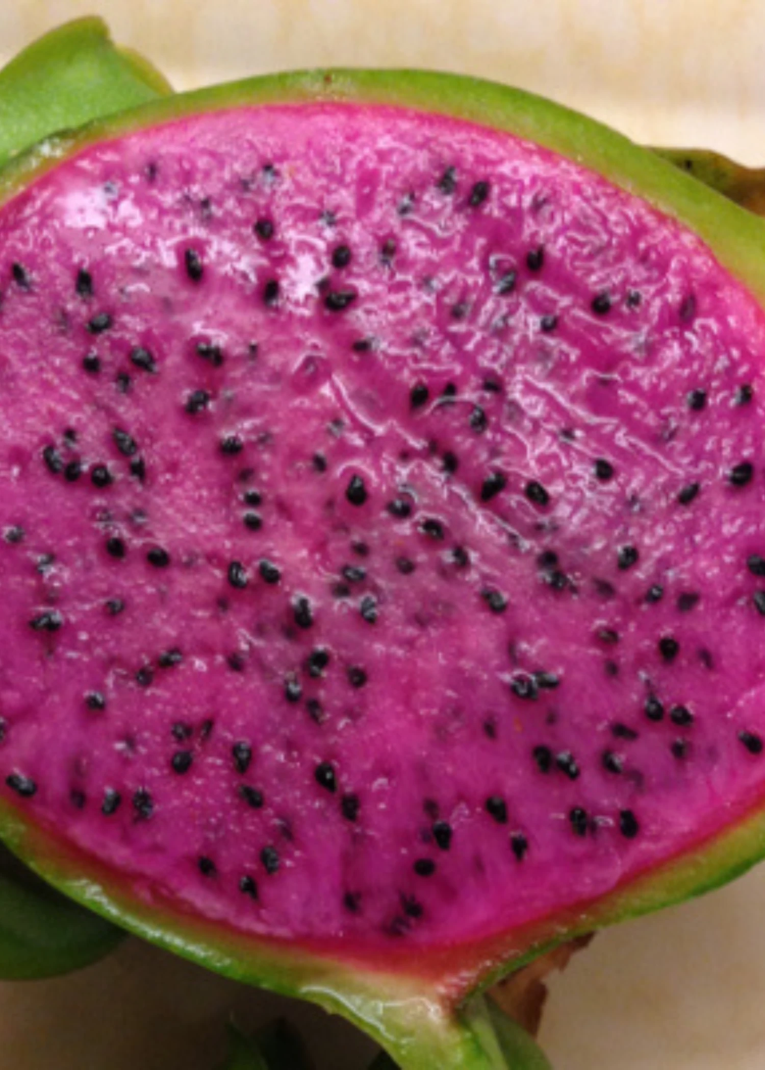 Dragon Fruit 'Edgar's Baby' (Hylocereus Stenopterus X Hylocereus Guatemalensis) 1 Dragon Fruit 'Edgar's Baby' (Hylocereus Stenopterus X Hylocereus Guatemalensis)