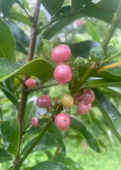 Gin Berry, Ginberry (Glycosmis Pentaphylla) -Plant Seed Store F8473651 E113 47E4 A0C0 B320B1E61BC9