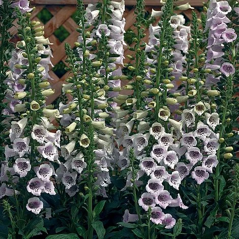 Foxglove 'Camelot Lavender' 1 Foxglove 'Camelot Lavender'