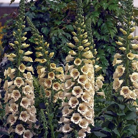 Foxglove 'Camelot Cream' 2 Foxglove 'Camelot Cream' - Image 2