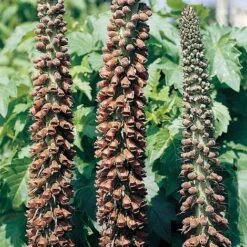 Foxglove 'Milk Chocolate'