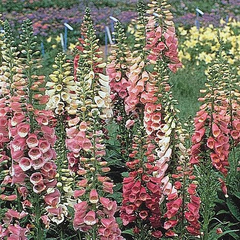 Foxglove 'Excelsior Hybrids' 2 Foxglove 'Excelsior Hybrids' - Image 2