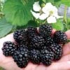 Blackberry 'Reuben'