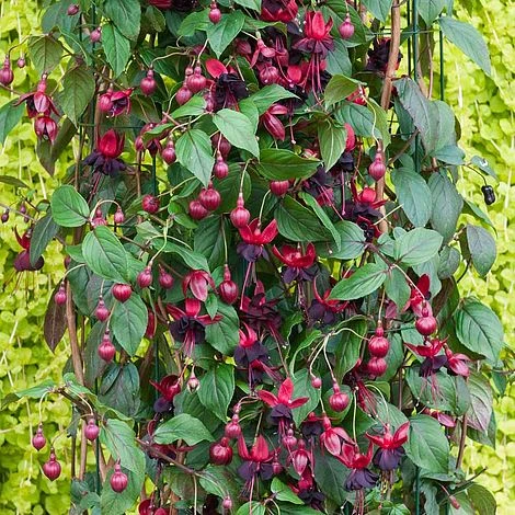 Fuchsia 'Lady In Black' (Climbing) 1 Fuchsia 'Lady In Black' (Climbing)