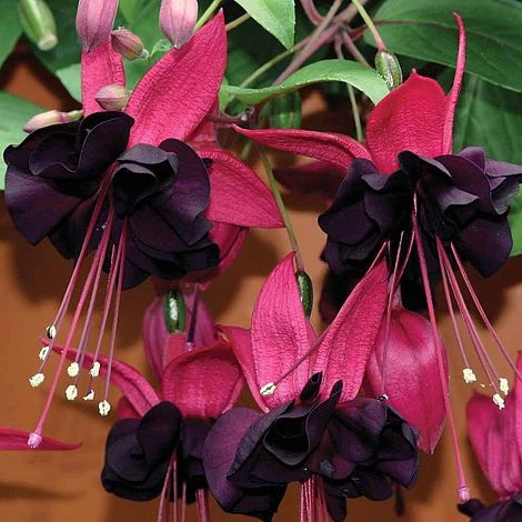 Fuchsia 'Lady In Black' (Climbing) 2 Fuchsia 'Lady In Black' (Climbing) - Image 2