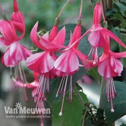 Fuchsia 'Hardy Collection' -Plant Seed Store FUCH VKA4047 C