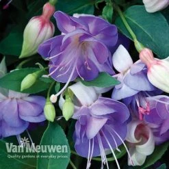 Fuchsia 'Hardy Collection' -Plant Seed Store FUCH VKA4047 D