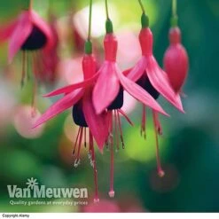 Fuchsia 'Hardy Collection' -Plant Seed Store FUCH VKA4047 E