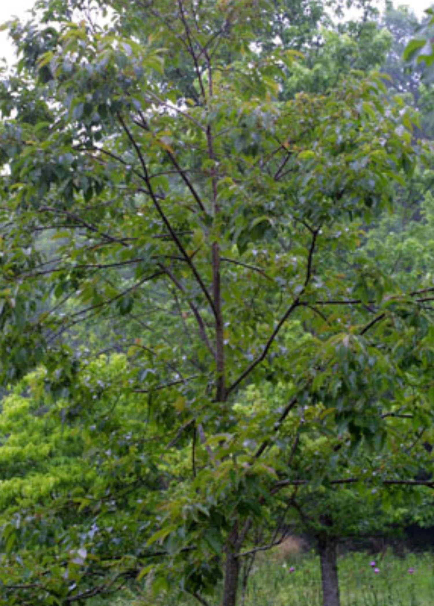 Persimmon Seedling 'Florida Native' (Diospyros Virginiana) 3 Persimmon Seedling 'Florida Native' (Diospyros Virginiana) - Image 3