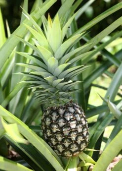 Pineapple 'White Jade' (Ananas Comosus)