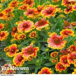 Gaillardia Aristata 'Arizona Sun' -Plant Seed Store GAIL v65378 C