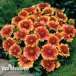 Gaillardia Aristata 'Arizona Sun' -Plant Seed Store GAIL v65378 D