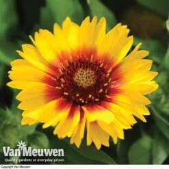 Gaillardia Aristata 'Arizona Sun' -Plant Seed Store GAIL v65378 F