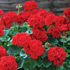 Garden Ready Summer Saver Collection -Plant Seed Store GARD VKA7392 B