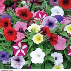 Garden Ready Summer Saver Collection -Plant Seed Store GARD VKA7392 D