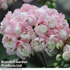 New Products 19 Geranium 'Appleblossom'