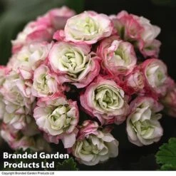 Geranium 'Appleblossom' -Plant Seed Store GERA T17214 C1