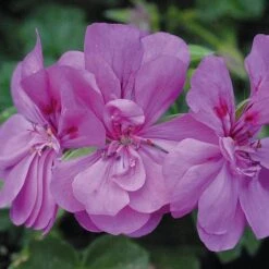 Geranium 'Amelit'