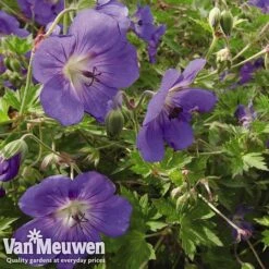 New Products -Plant Seed Store GERA V65398 B