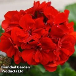 New Products -Plant Seed Store GERA GRADARRED L301801