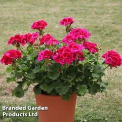 Giant Geranium Bumper Collection 9 Giant Geranium Bumper Collection -Plant Seed Store GERA POWERVIOL S14646