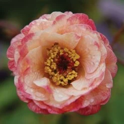 Geum 'Cosmopolitan' (Cocktails Series)