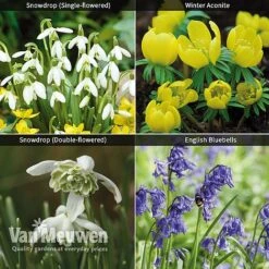 Spring Bulbs In The Green Collection