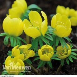 Spring Bulbs In The Green Collection -Plant Seed Store GREE V59885P C