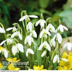 Spring Bulbs In The Green Collection -Plant Seed Store GREE V59885P D