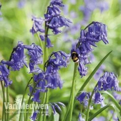 Spring Bulbs In The Green Collection -Plant Seed Store GREE V59885P E