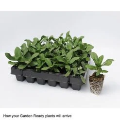 Wallflower 'Sugar Rush' Mix -Plant Seed Store GardenReadyArrive2