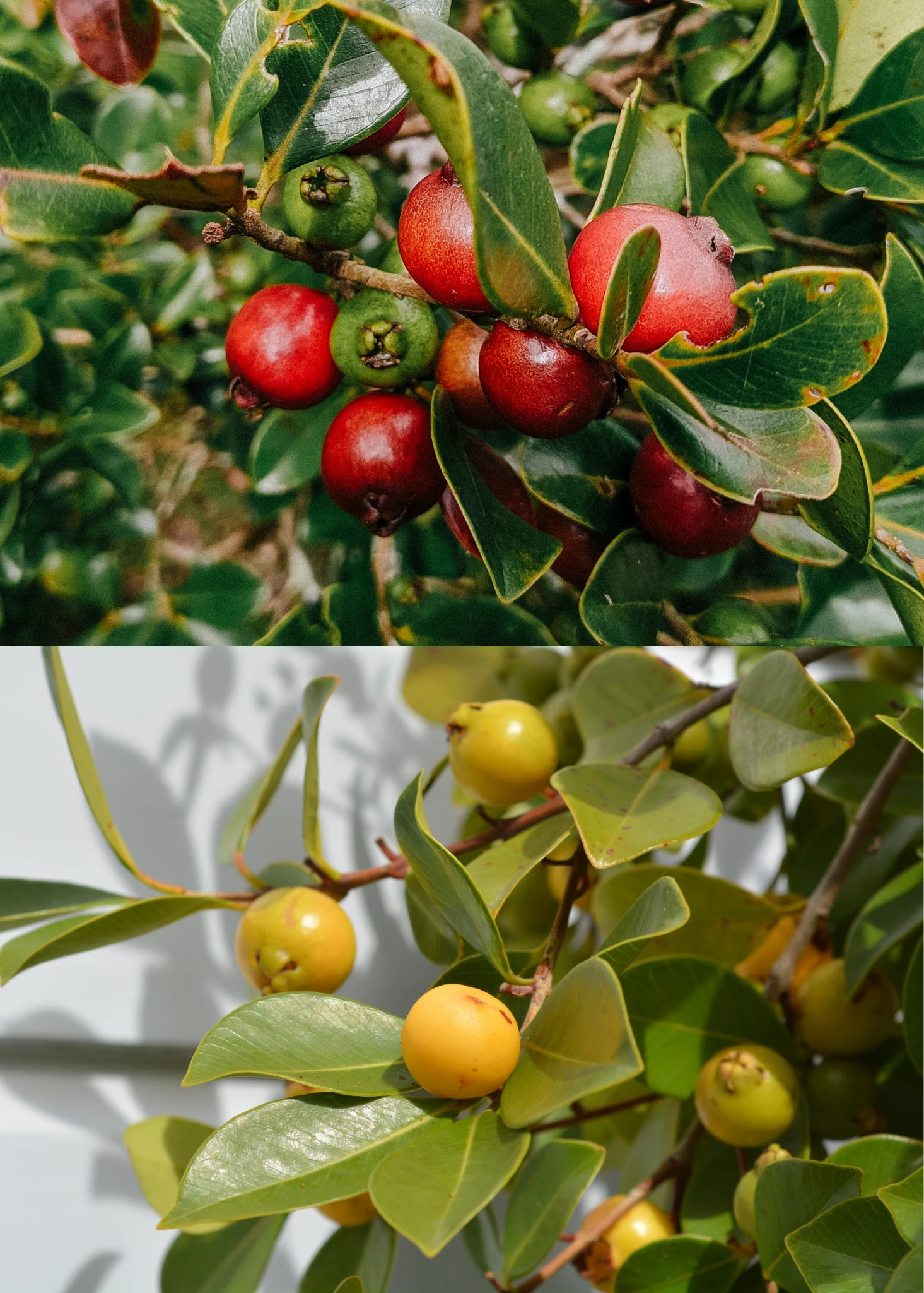 Guava Bundle: Strawberry Guava & Lemon Guava 1 Guava Bundle: Strawberry Guava & Lemon Guava