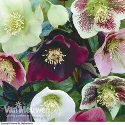 Hellebore X Hybridus 'Mixed' (Lenten Rose) -Plant Seed Store HELL 61223 B1